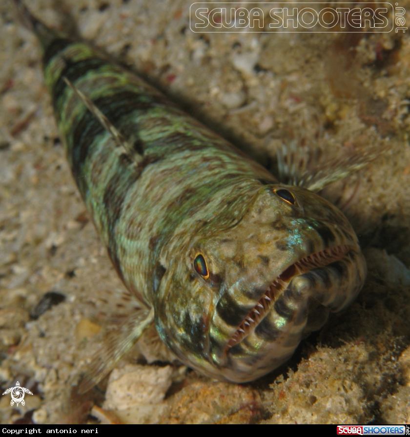 A Lizard fish