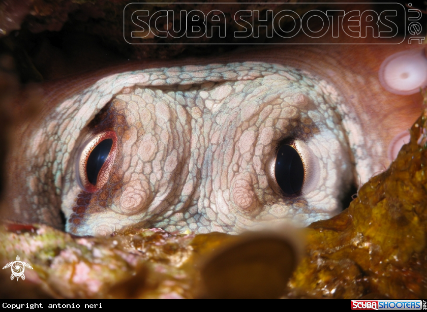 A Octopus