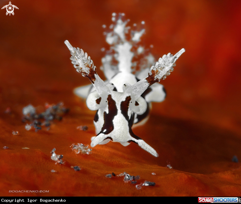 A Nudibranch