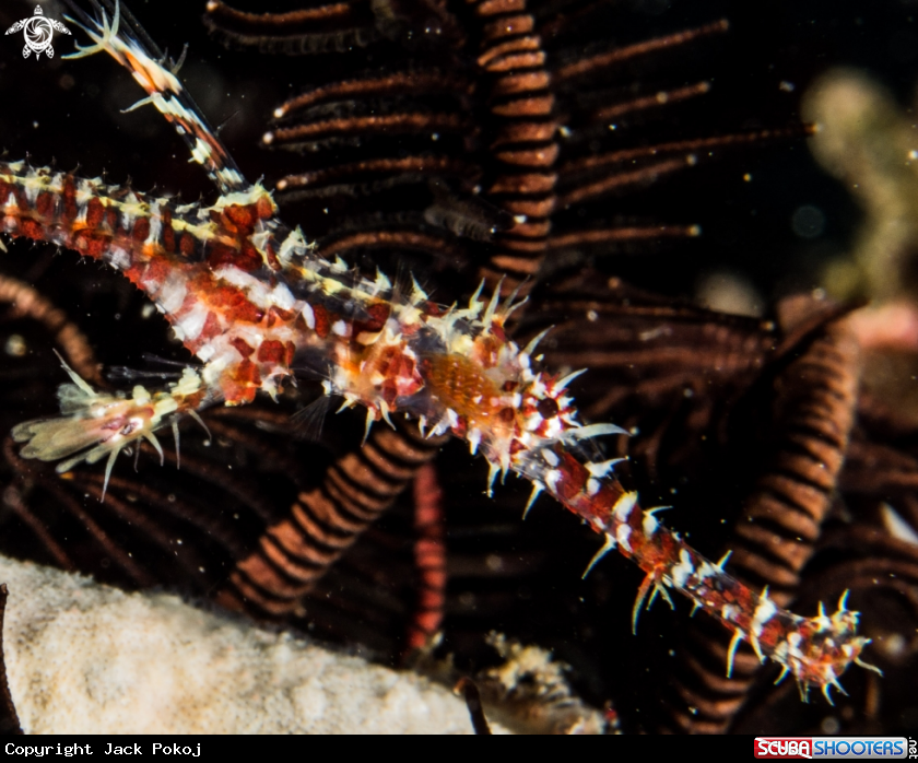 A Ornate ghost pipefish
