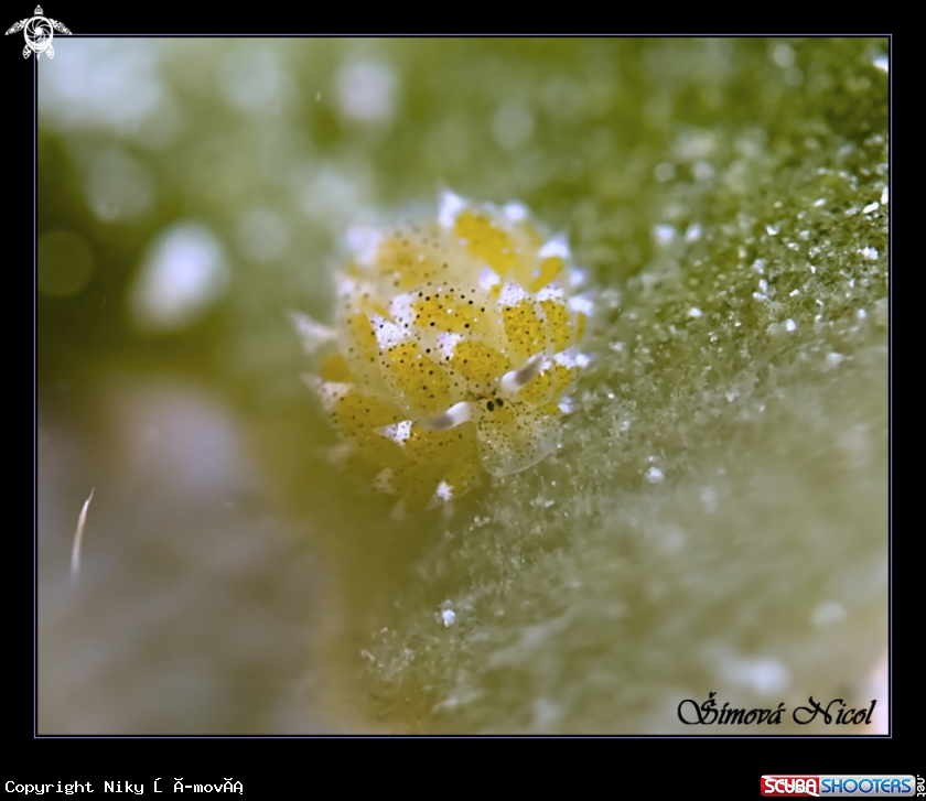 A Costasiella