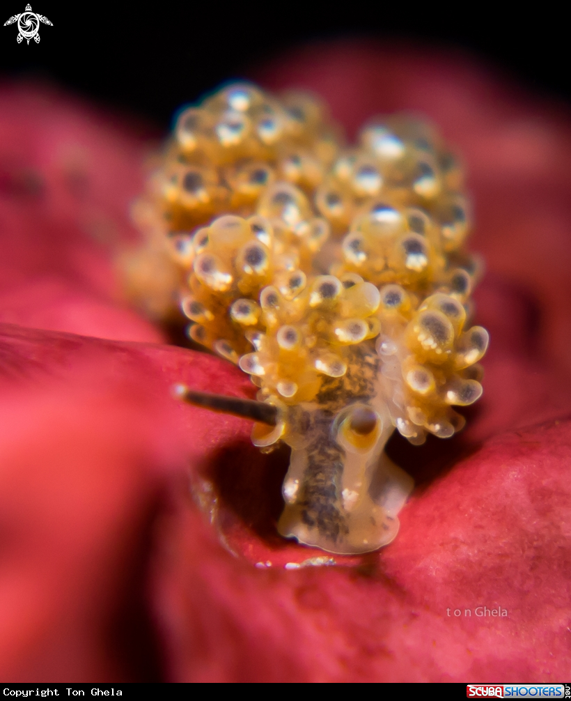 A Nudibranch