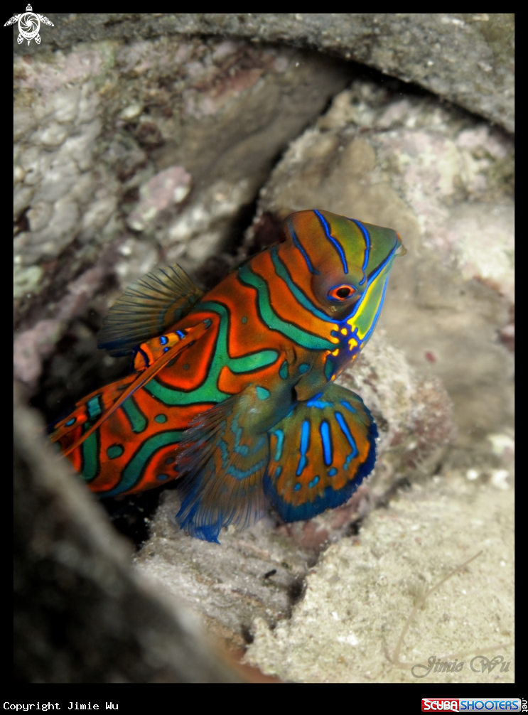 A Mandarin Fish