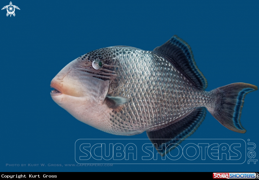 A Yellowmargin triggerfish