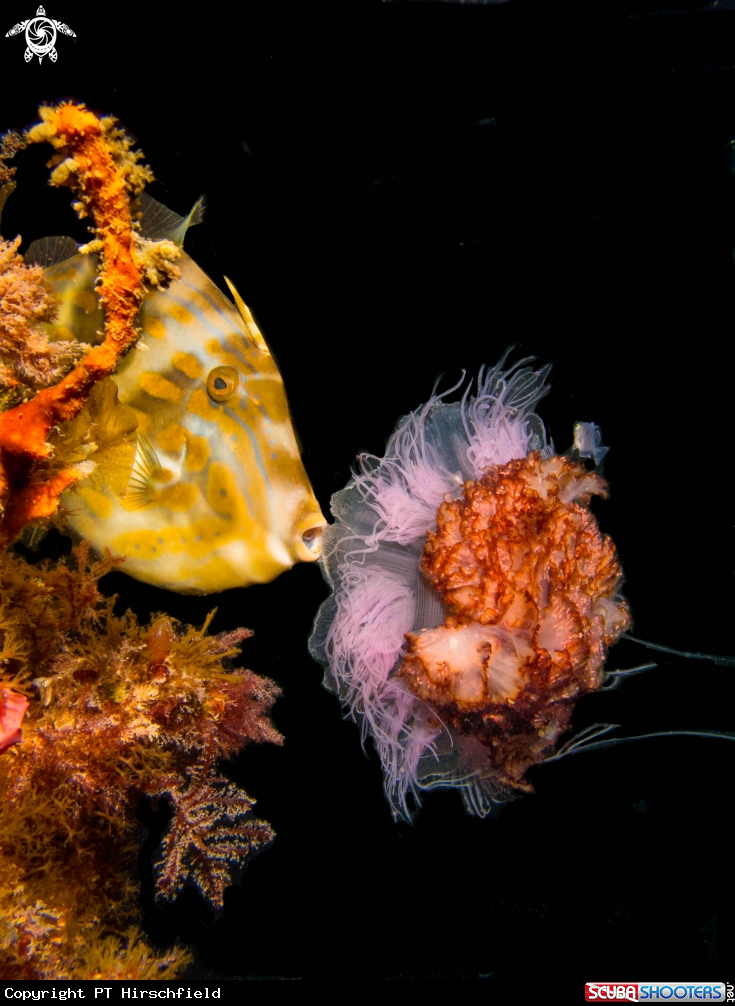 A Leatherjacket and Sea Jelly