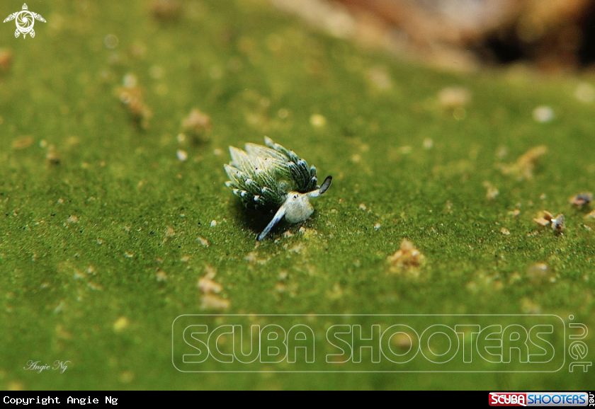 A Nudi