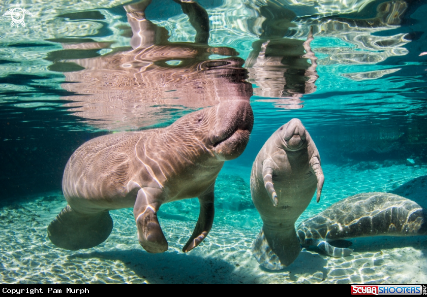 A Manatees