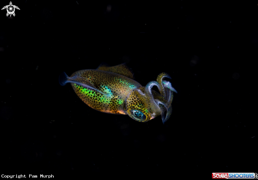 A Squid