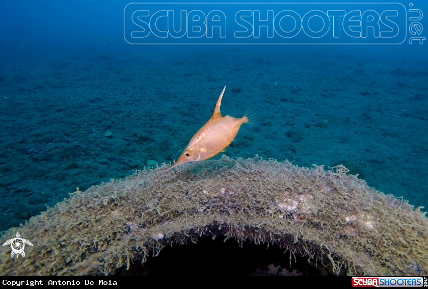 A Pesce Trombetta