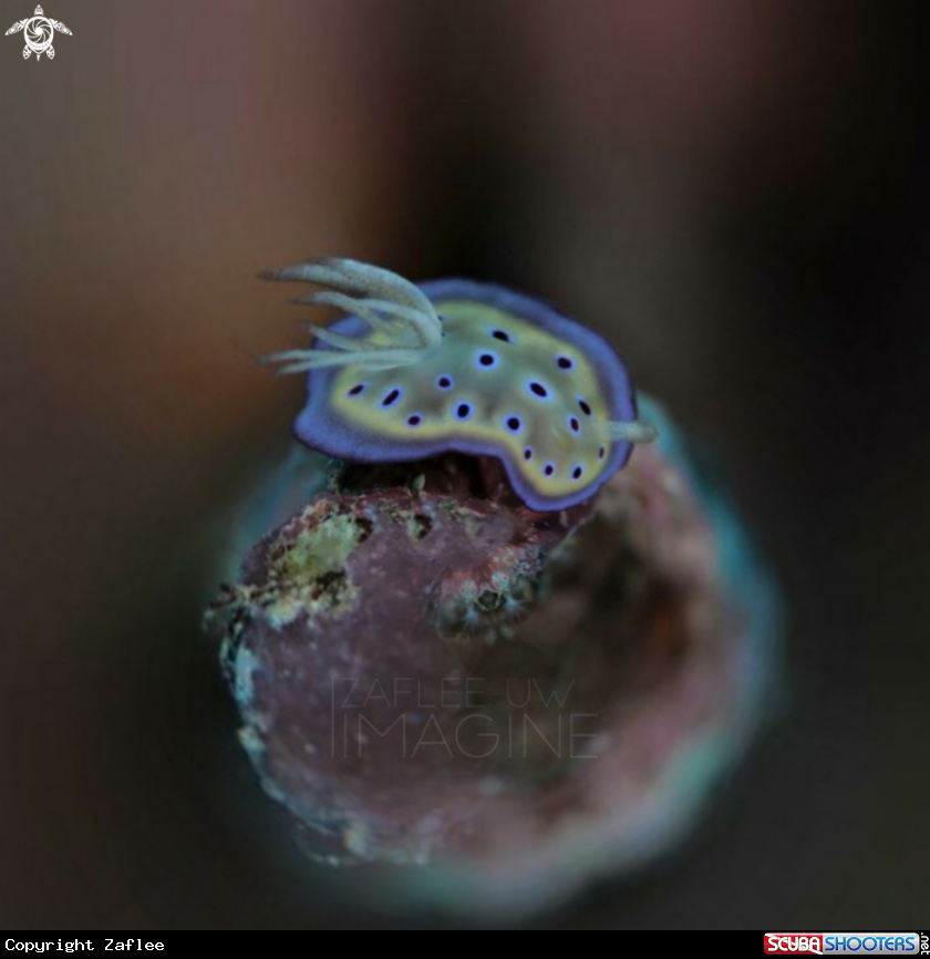 A Goniobranchus kuniei