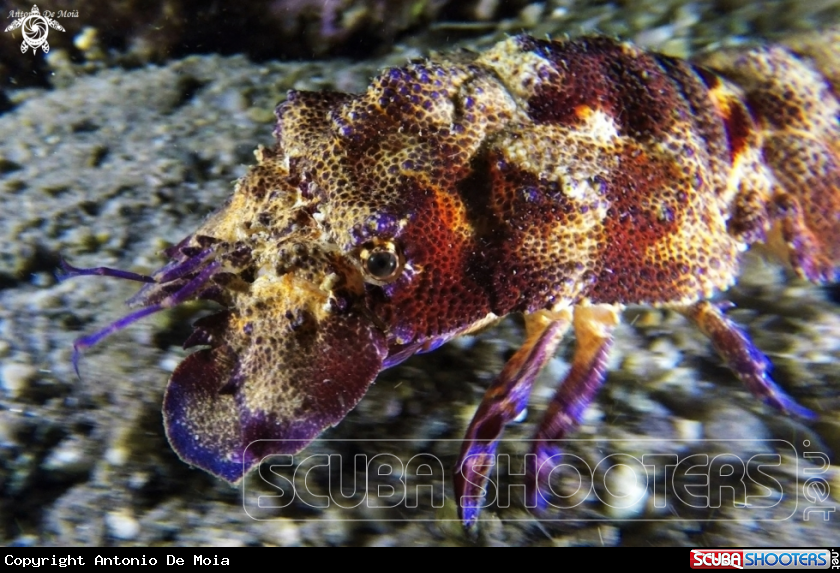 A Cicala di mare