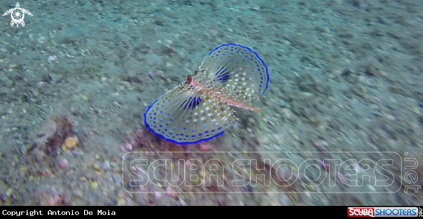 A Pesce Civetta