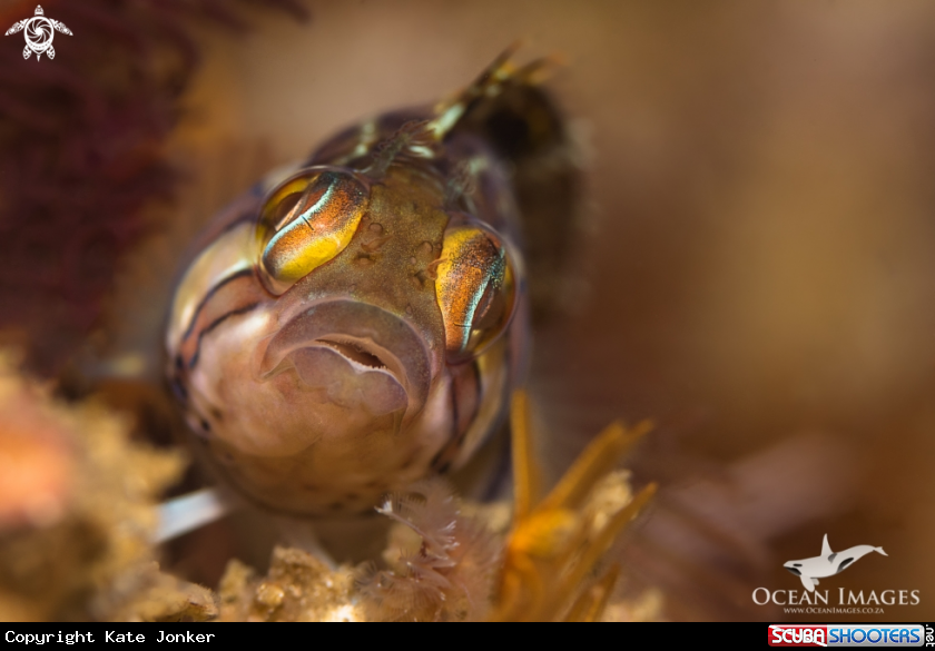 A Klipfish