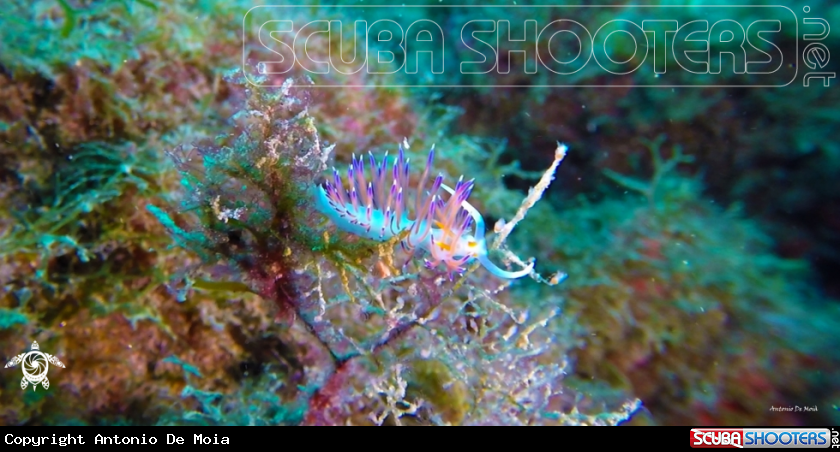 A Cratena peregrina