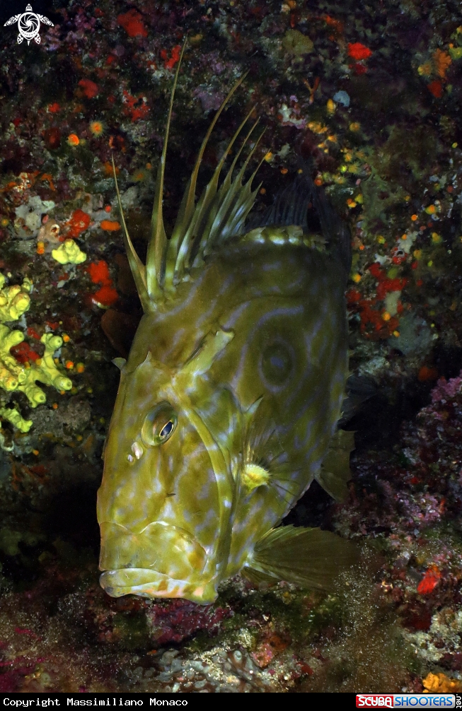 A Pesce San Pietro