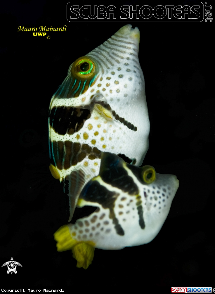 A Pufferfish