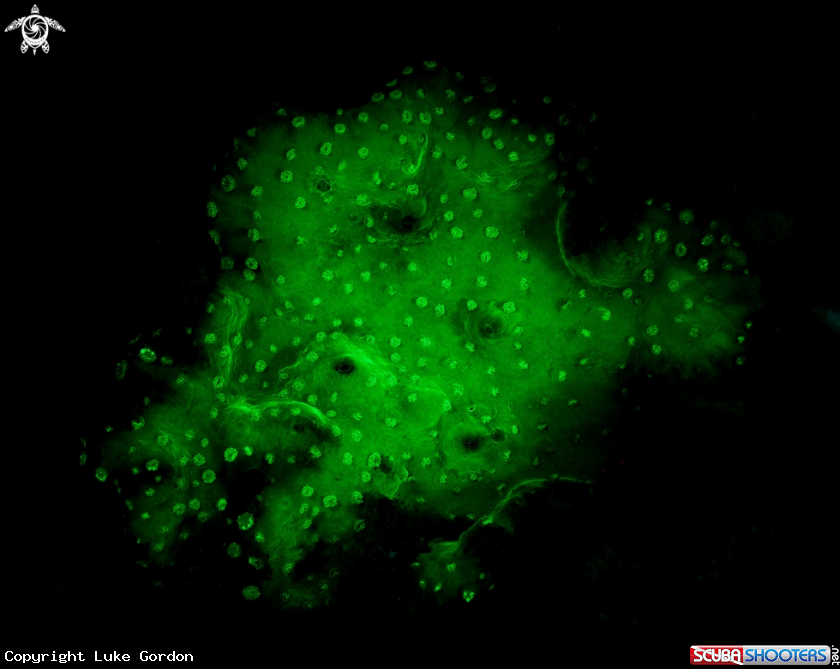 A Fluorescent Hard Coral