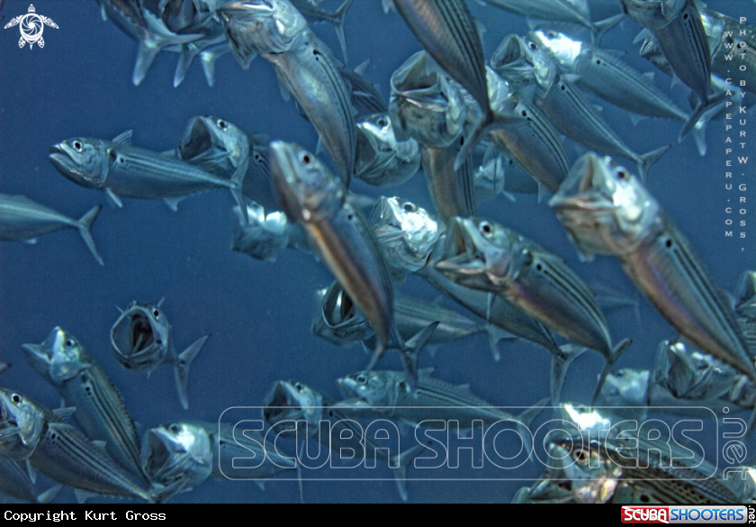 A big mouth mackerel