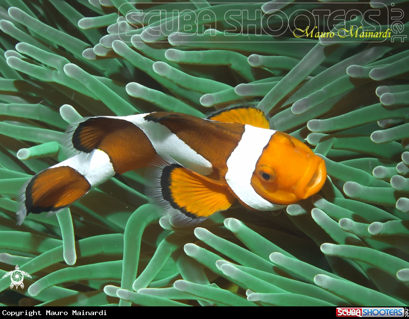 A Clown fish