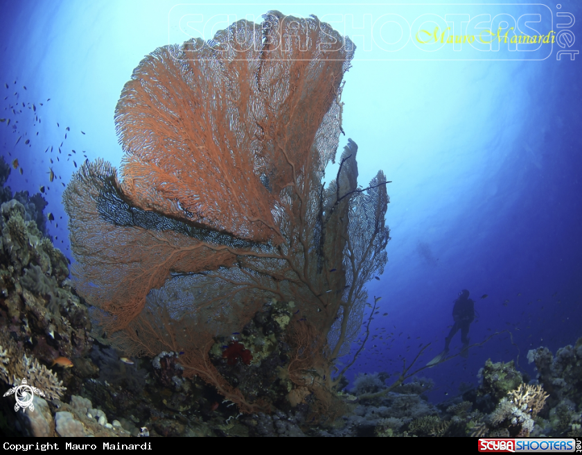 A Seafan