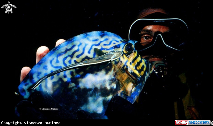 A Scrawled Cowfish