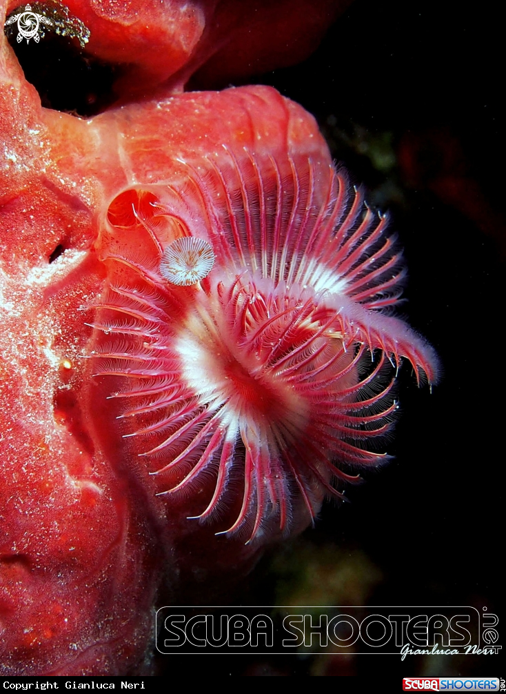 A Serpula and sponge