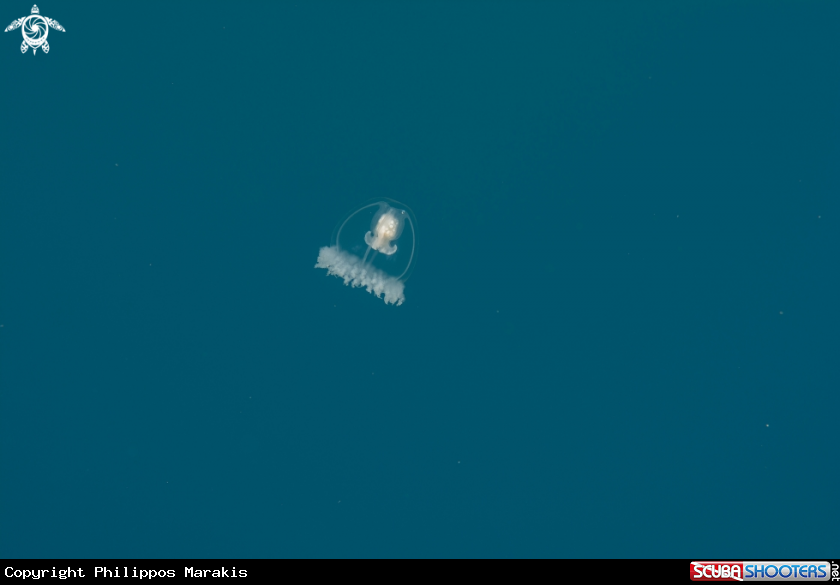 A jellyfish
