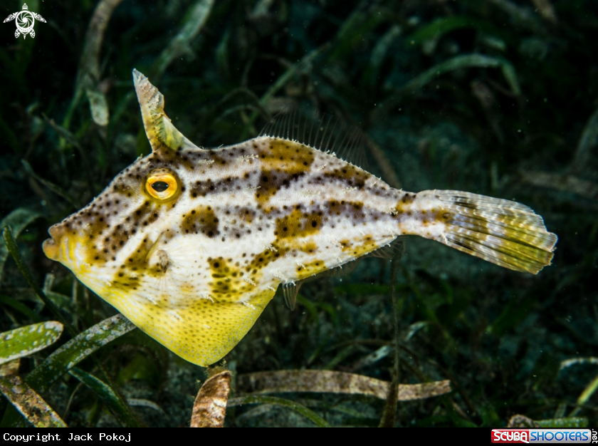 A Filefish