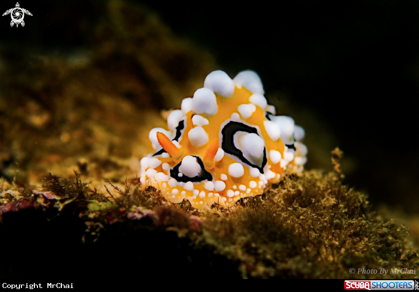 A Nudibranch