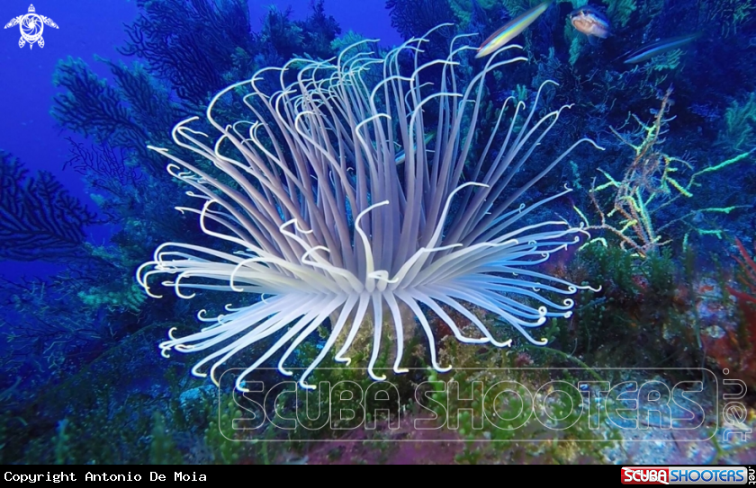 A Cerianthus
