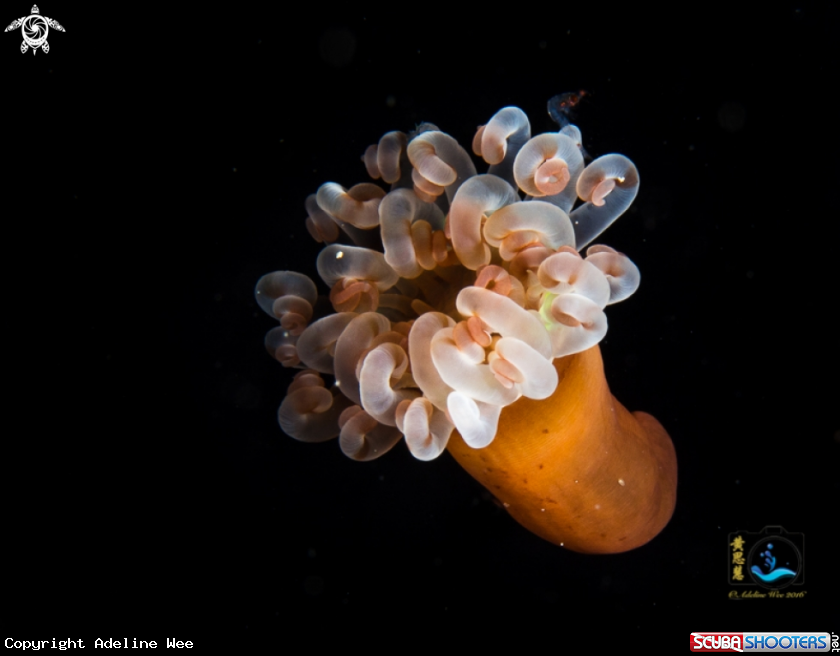 A Young anemone on the move