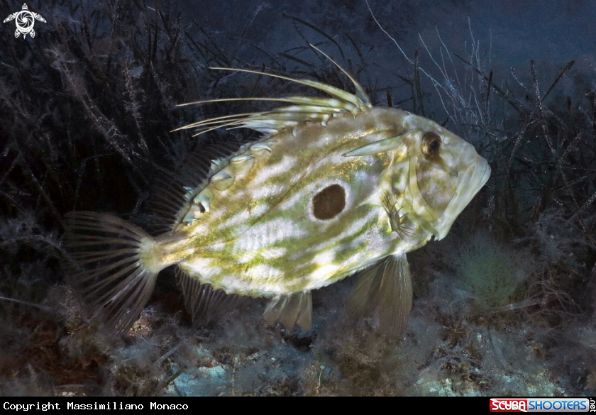 A Pesce San Pietro