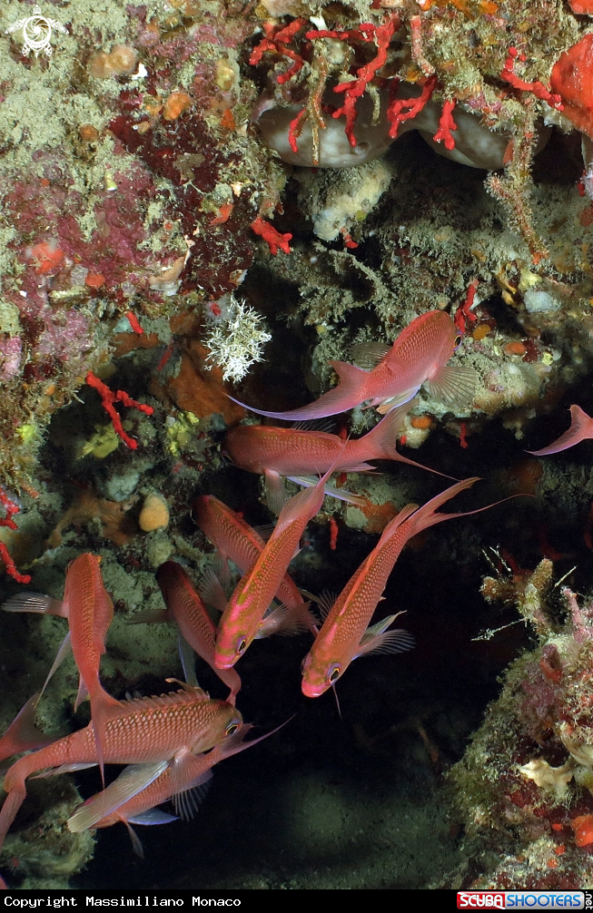 A Anthias