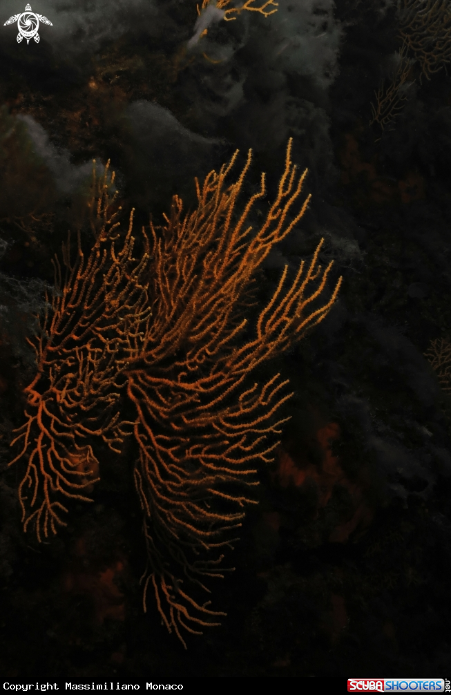 A Gorgonia