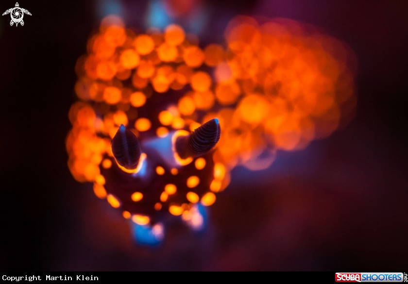 A Nudibranch