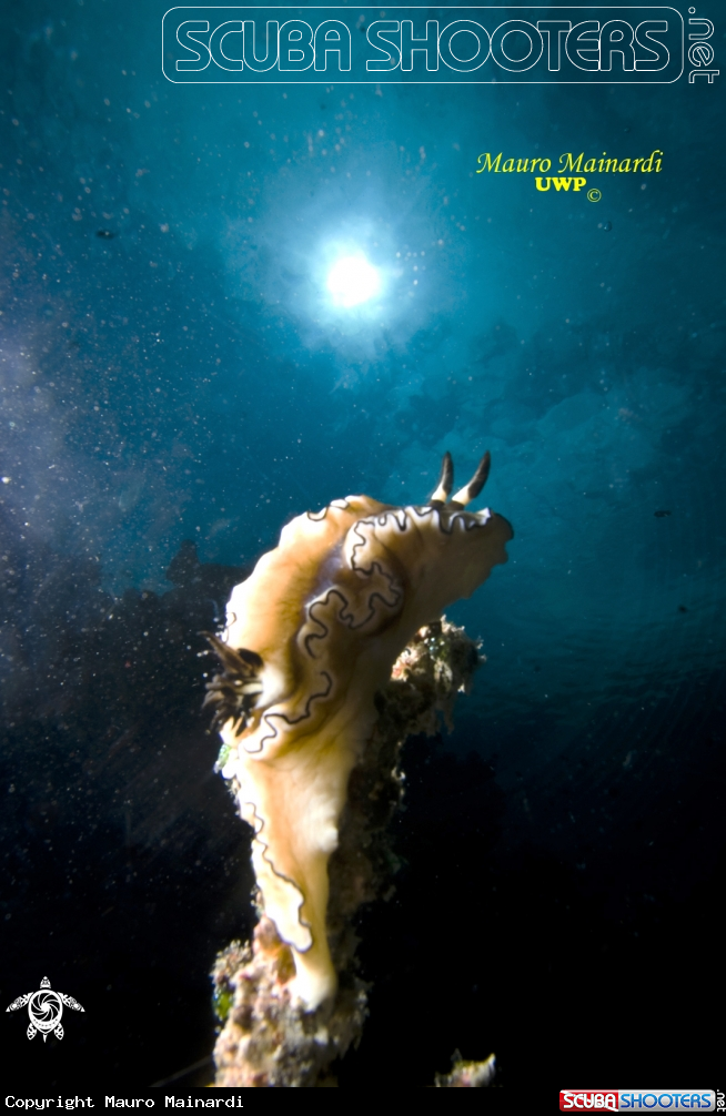 A Nudibranch