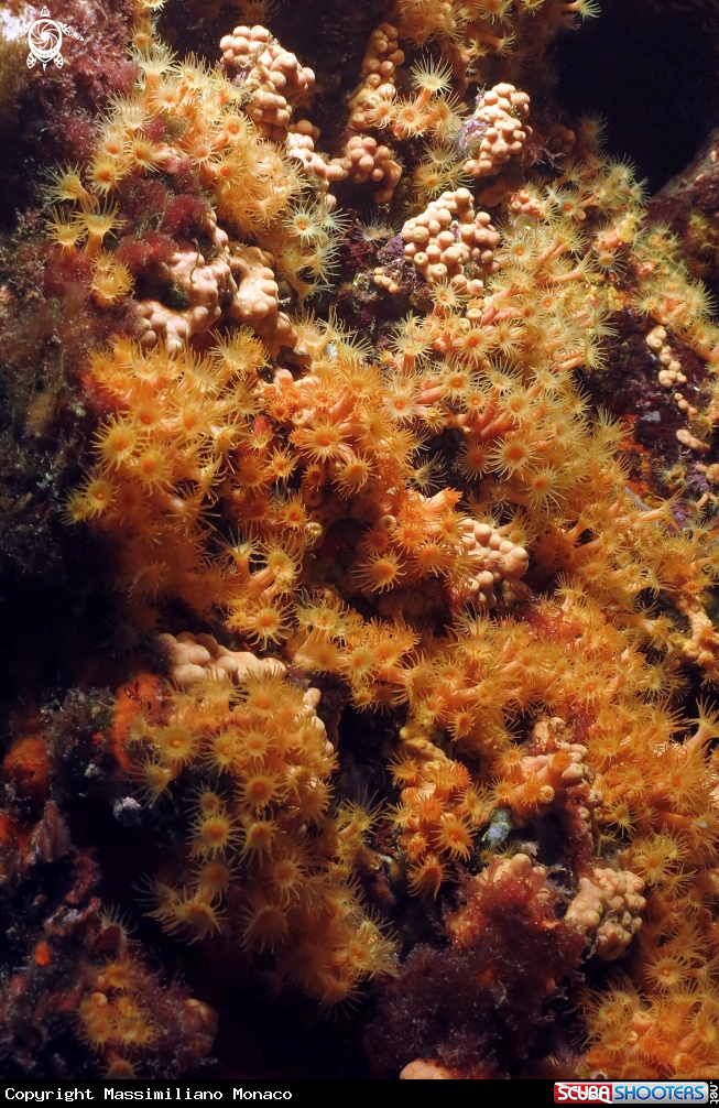 A Margherite di mare