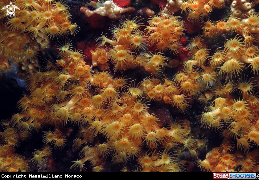 A Margherite di mare