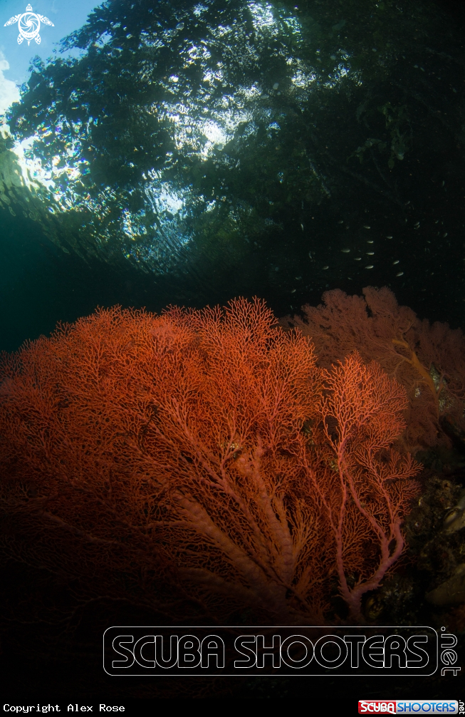 A Sea Fan