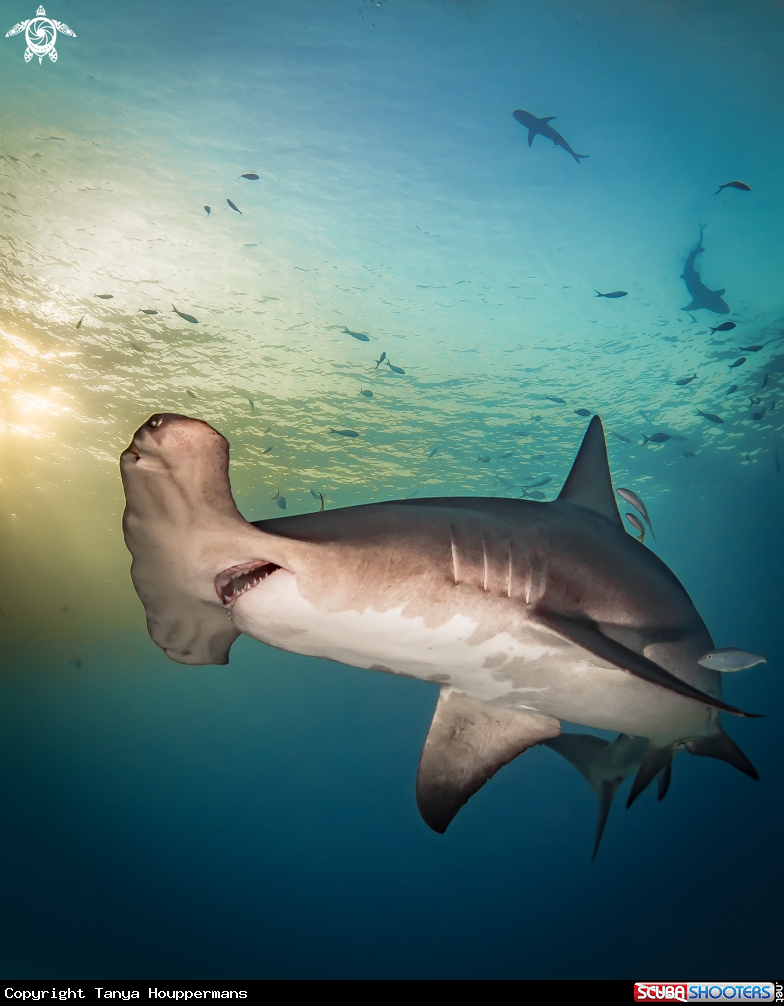 A Great Hammerhead