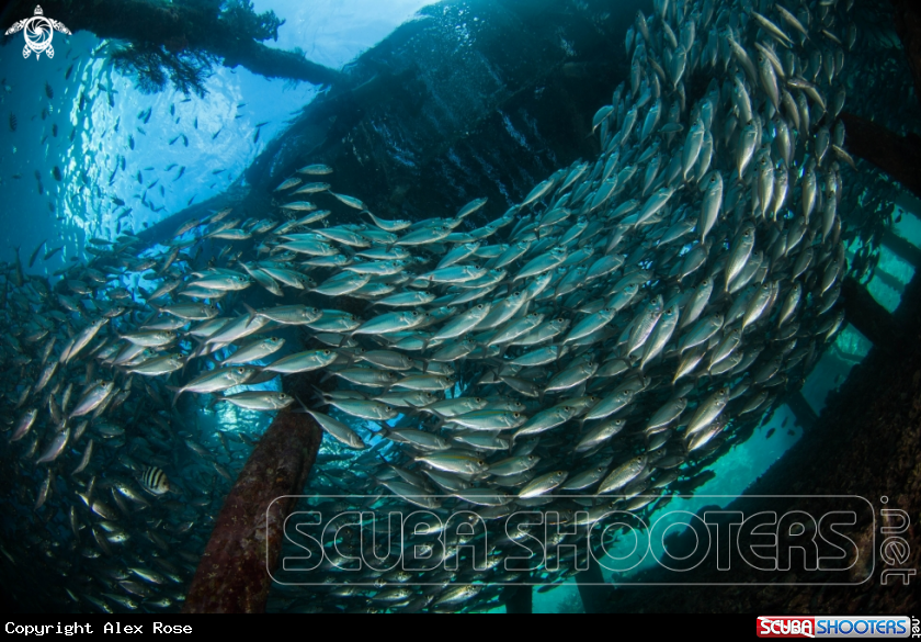 A Bigeye scad 