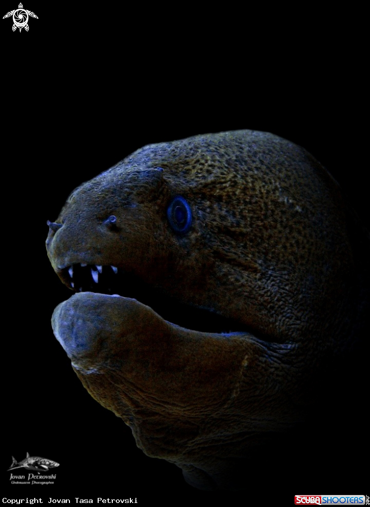 A Džinovska Murina /  Giant moray. 