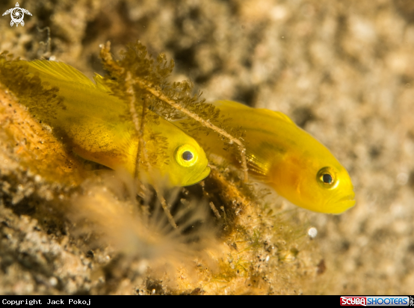 A Goby