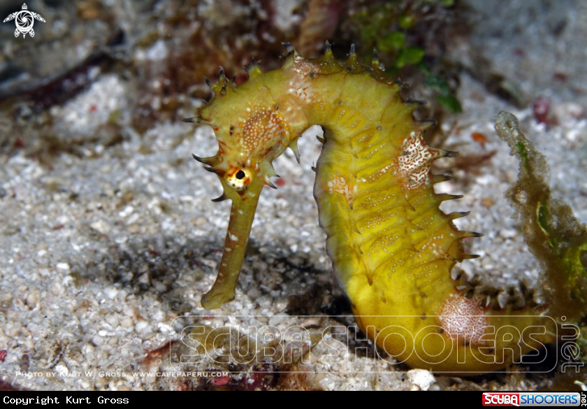 A Sea Horse
