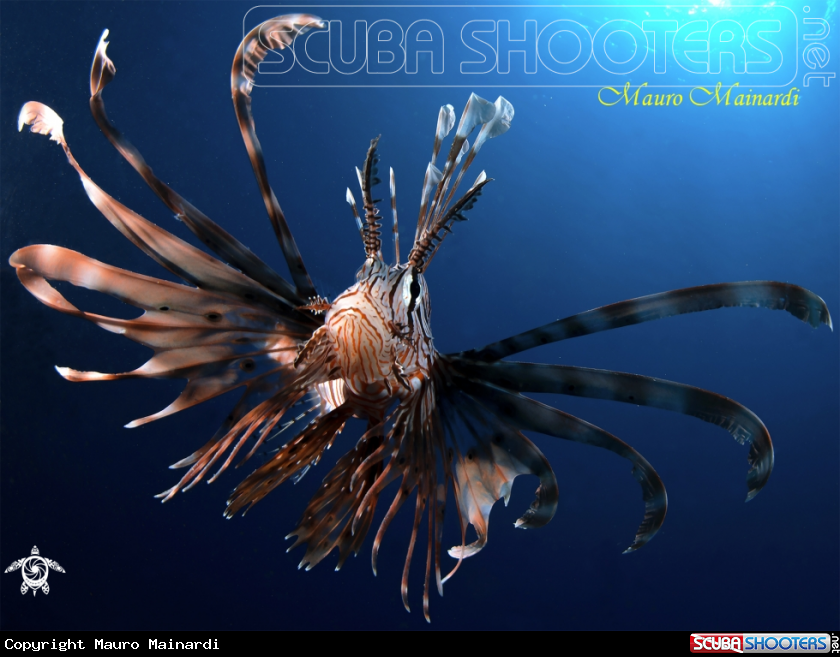 A Lionfish