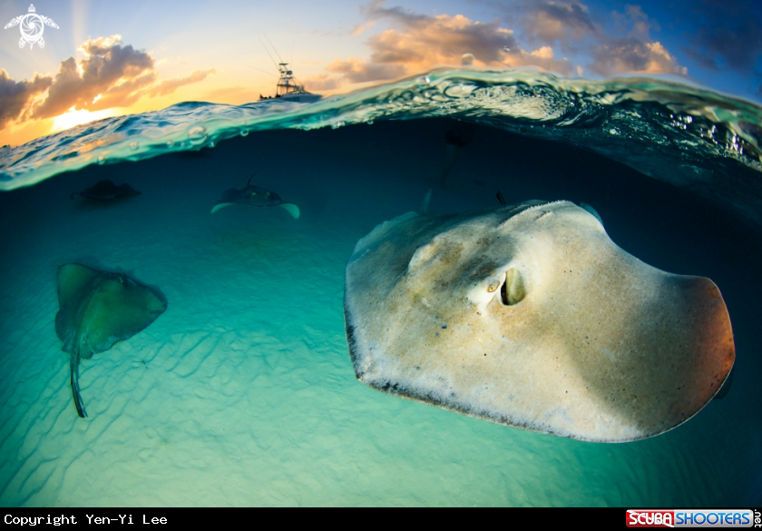 A Stingray