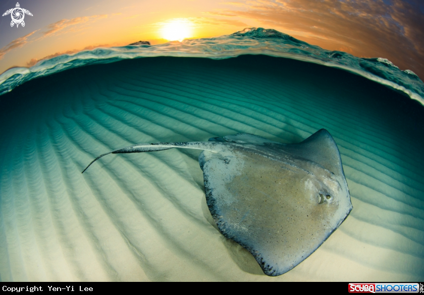 A Stingray