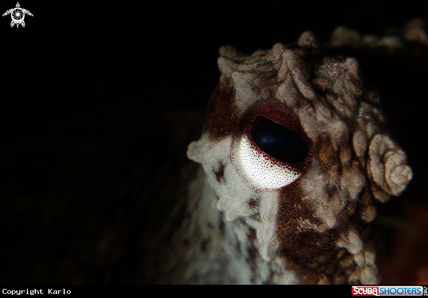 A Octopus