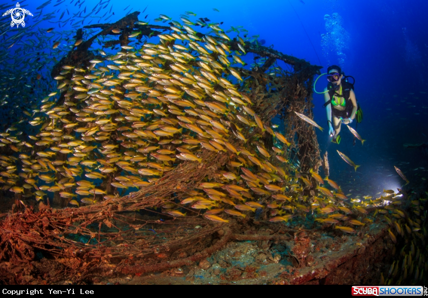 A A fishing boat wreck with big fish school