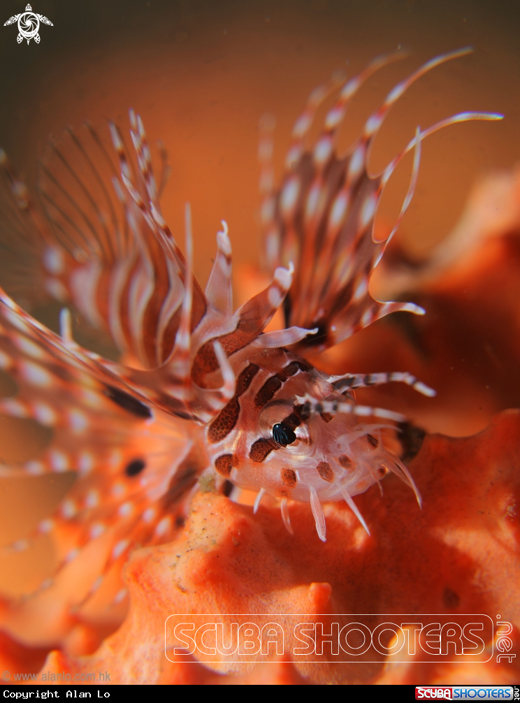 A Juvenile lionfish